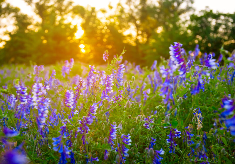 field of bluebonnets with sun shining through trees